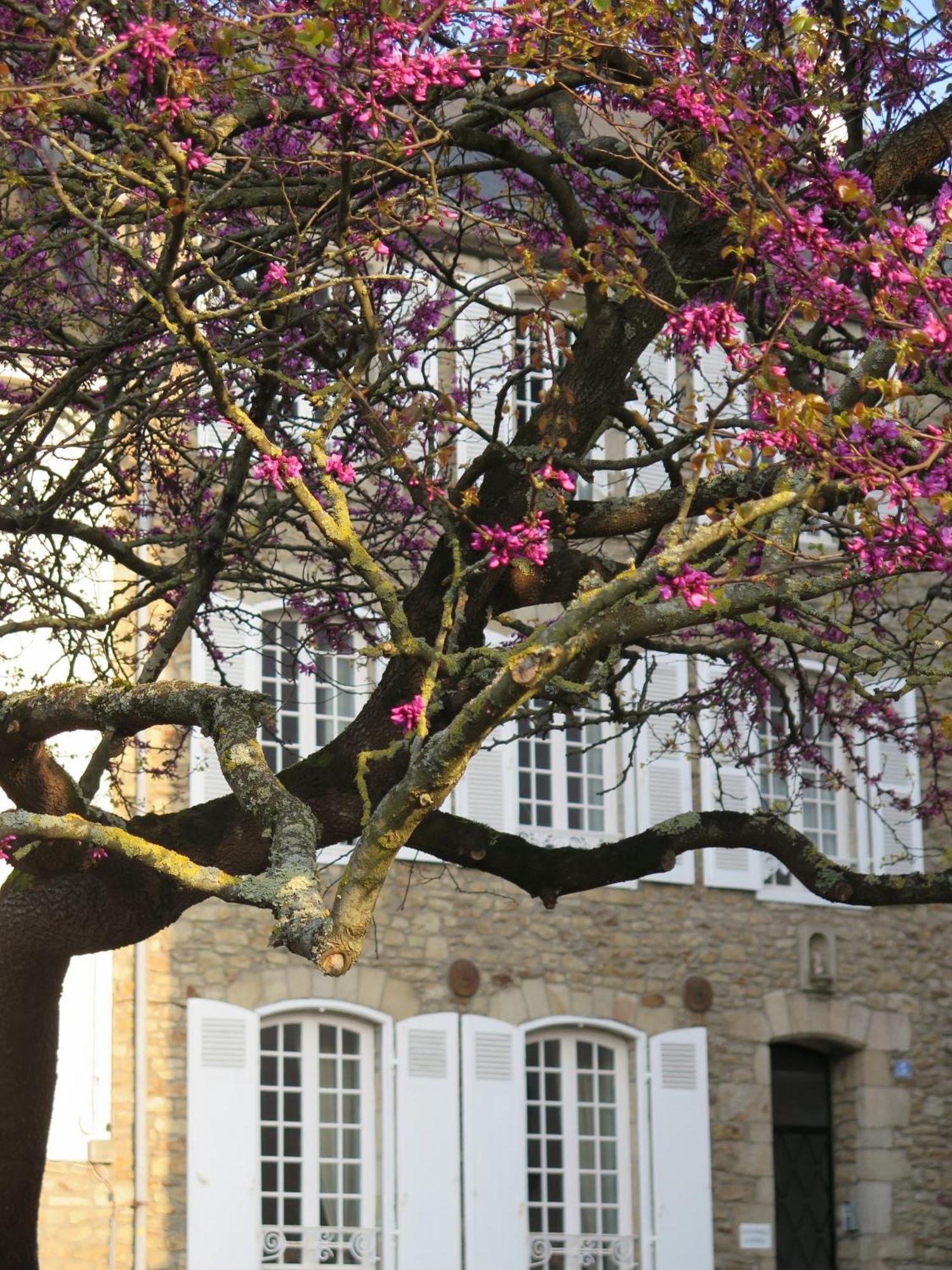 La Villa Garenne فان المظهر الخارجي الصورة